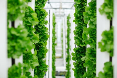 Vertical_Farm.jpg