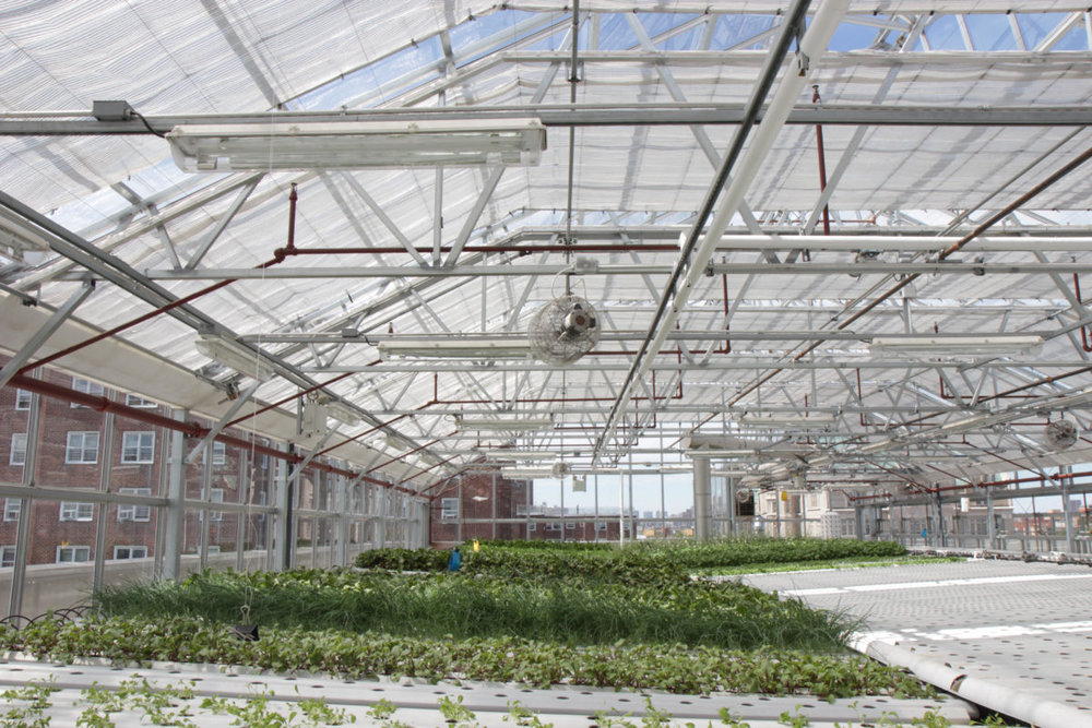 WHY AGTECH GROWS IN BROOKLYN.jpg