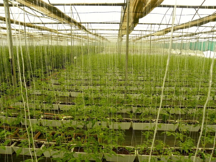 Water of plenty Meet the trio practising soilless farming in Delhi.jpg