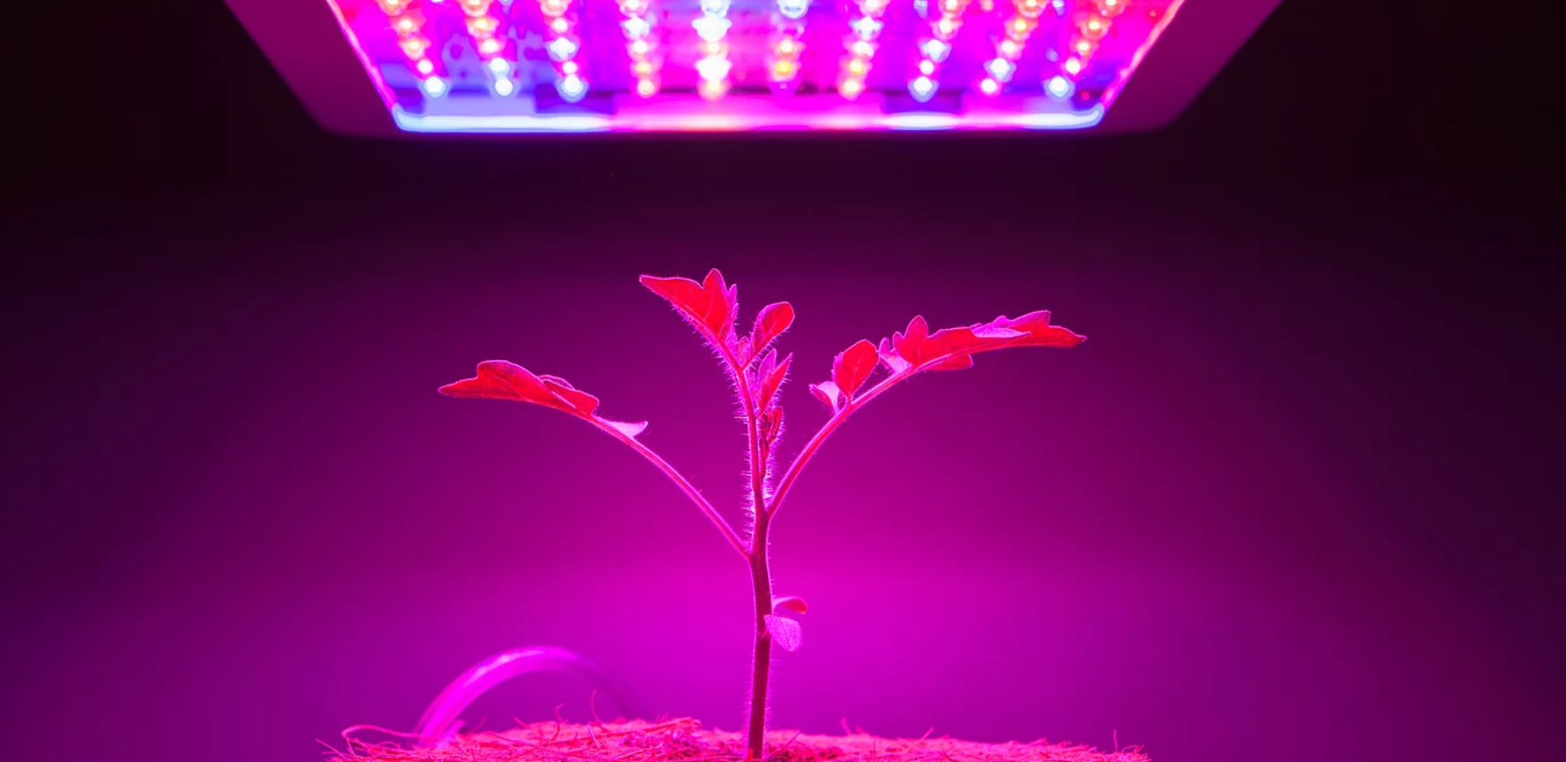 Yevul Academy Urban Agriculture2.png