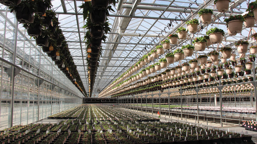 Youngs-Greenhouse-Space-Growing-Feature.jpg