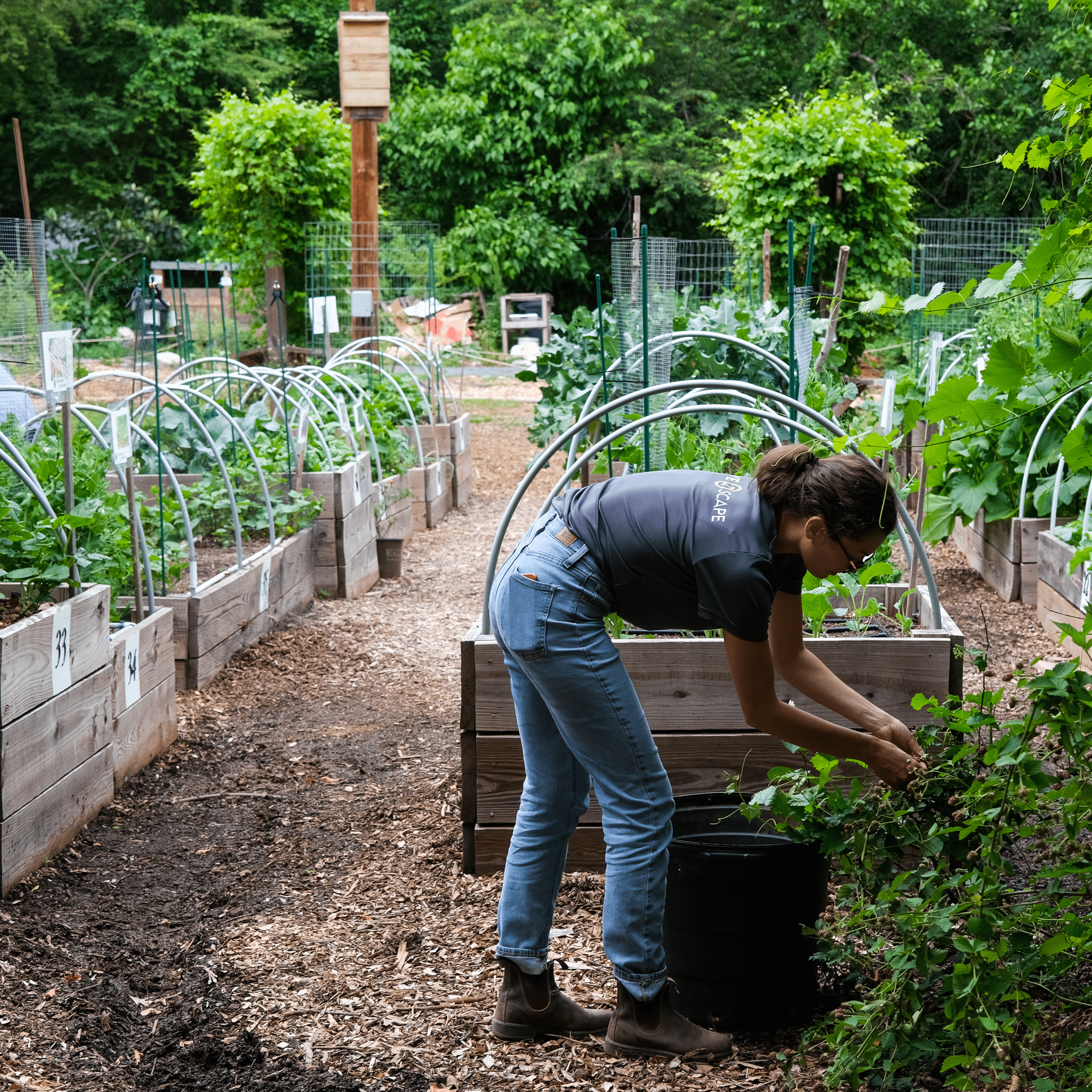Urban Food Forest at Browns Mill; image sourced from Jeffrey Landau