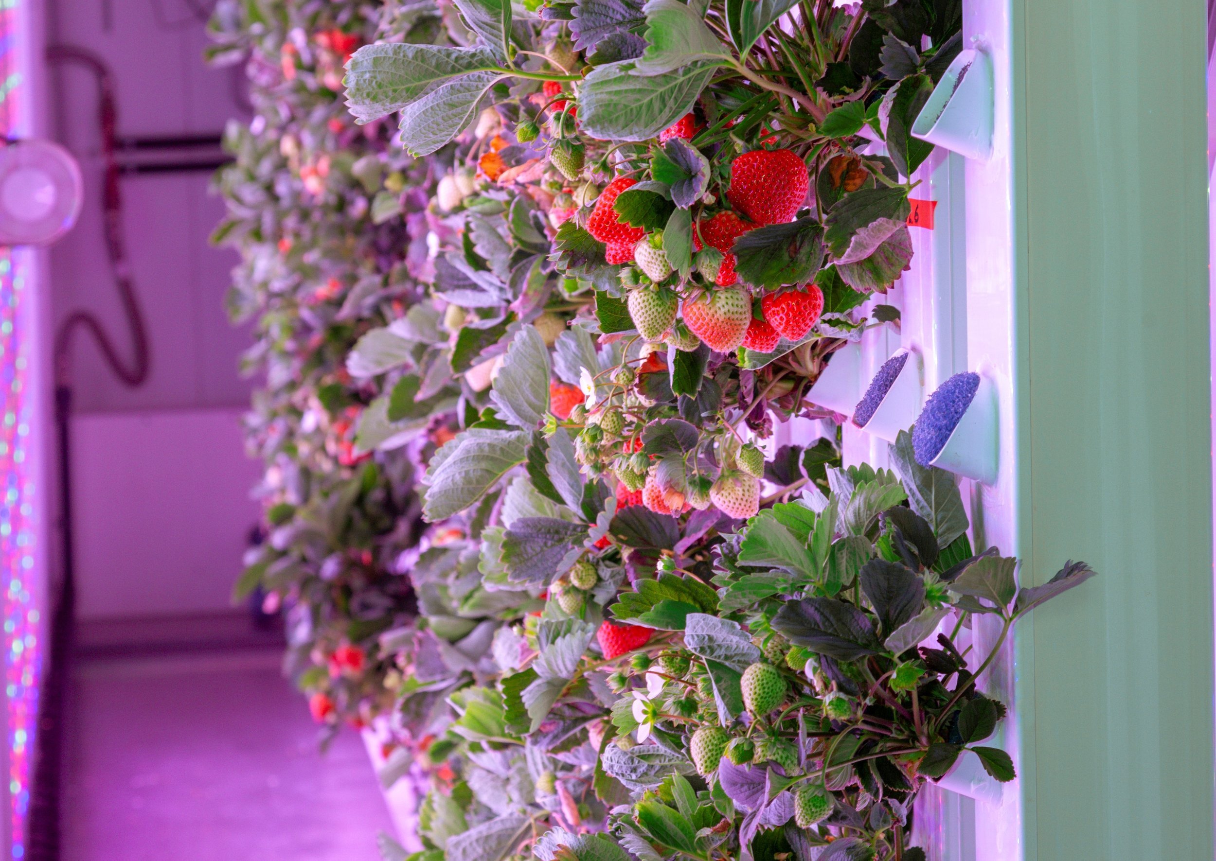 agricool strawberries 2.png.JPG