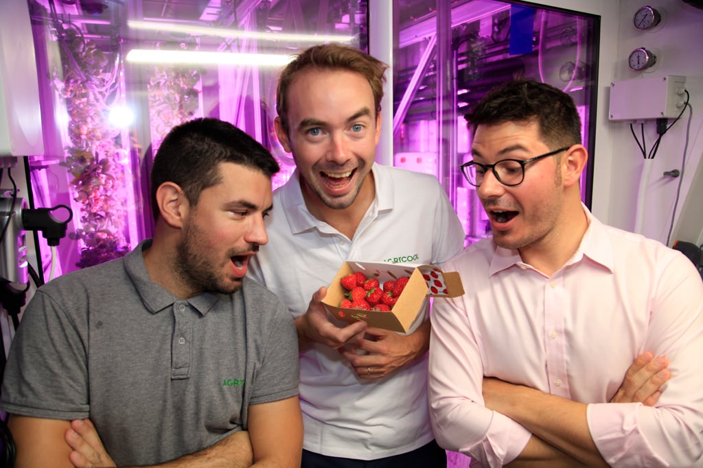 Agricool strawberries harvested in the UAE’s first Cooltainer farm.