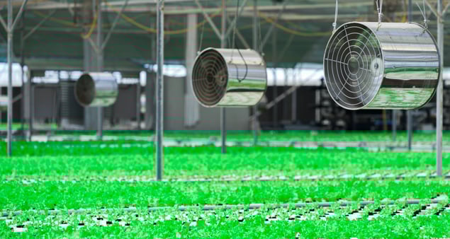 Al Ghalia Farms are located on the outskirts of Bahrain and continues to develop farming techniques to help advance the region's agricultural sector.