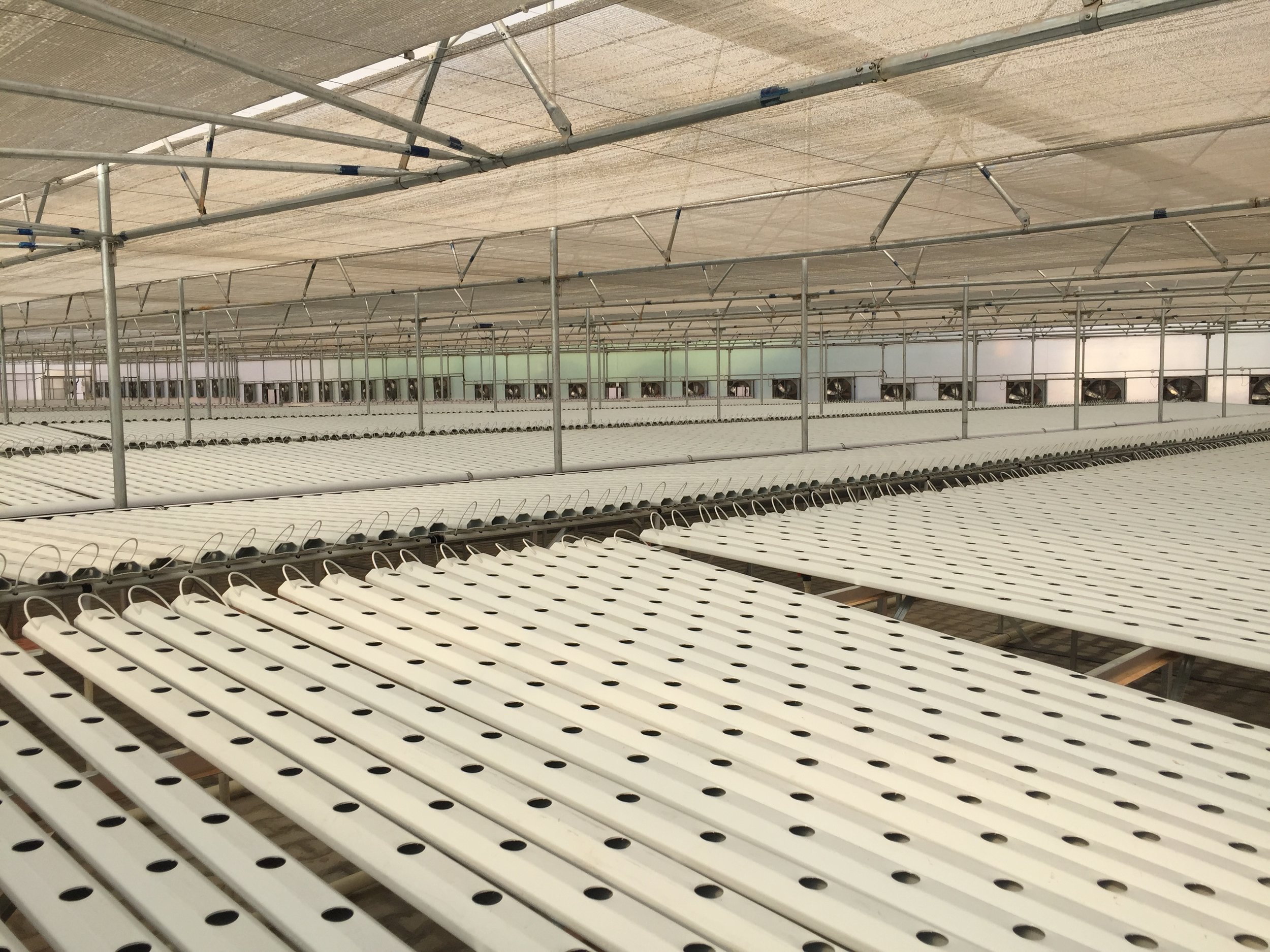High performance AmHydro NFT leaf crop system, ready to plant