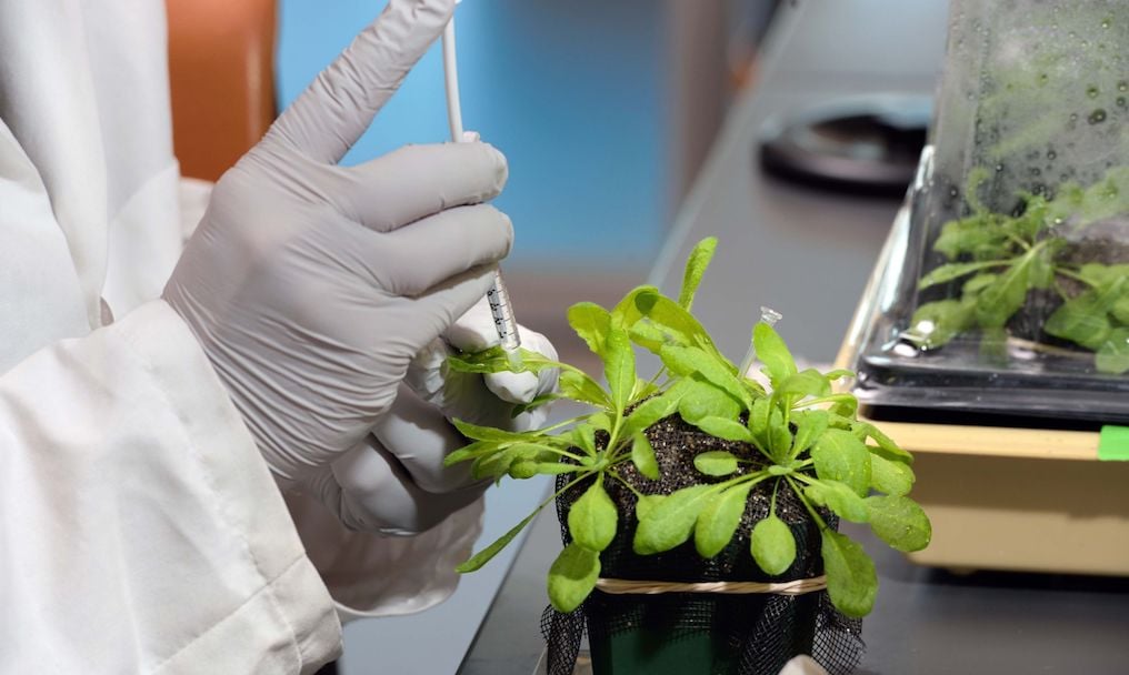 arabidopsis.jpg
