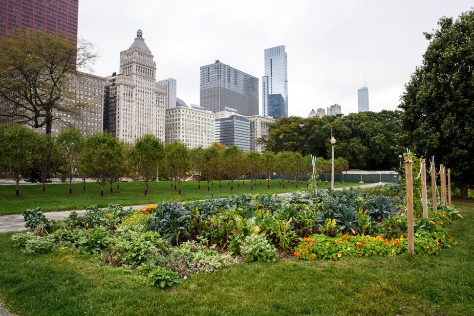 The Grant Park “Art in the Farm” Urban Agriculture Potager, located in Downtown Chicago, grows an abundance of vegetables, culinary herbs and edible flowers on a 20,000 square foot urban farm. (JULIE THURSTON PHOTOGRAPHY/GETTY IMAGES)
