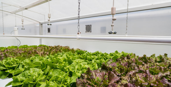 ask-hydroponic-tmagArticle.jpg