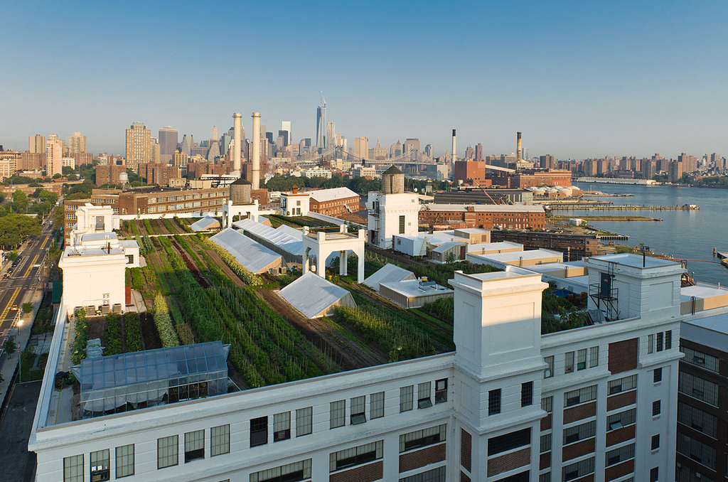 Brooklyn Grange's Navy Yard Farm in NYC.