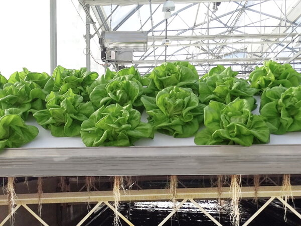 Image sourced from: HortiDaily