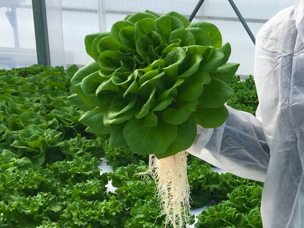 Image sourced from: HortiDaily