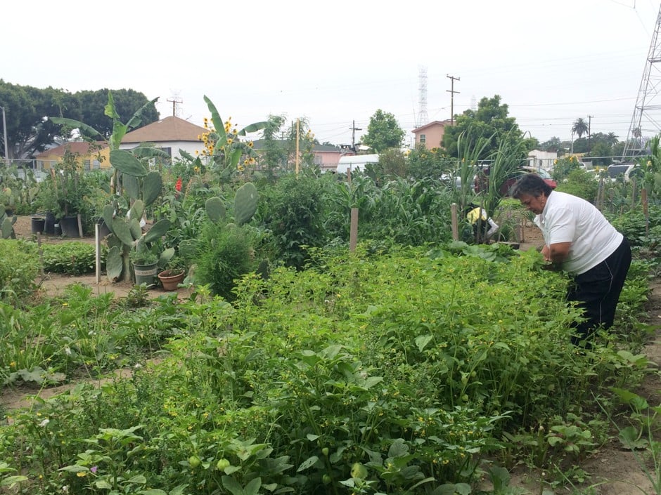 Florence/Firestone Community Garden, in the unincorporated community of Florence-Firestone in L.A. County. (Courtesy of From Lot to Spot)