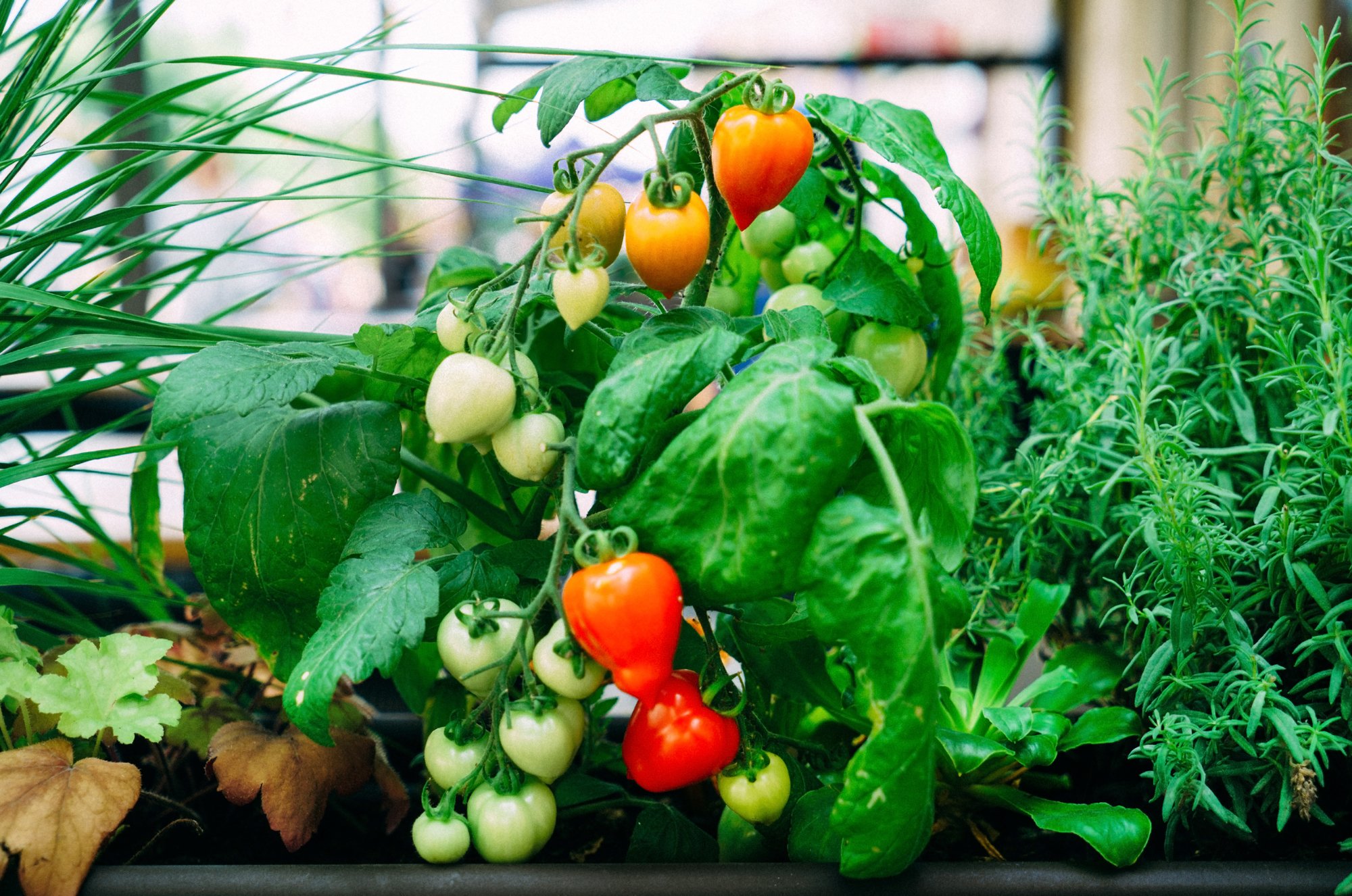 container gardening.jpg