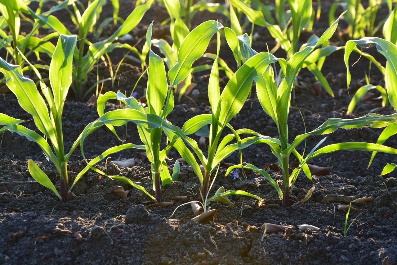 corn-1841271_1280.jpg