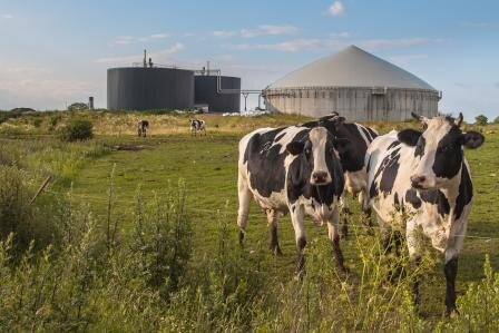 cows_with_biogass_plant.jpg