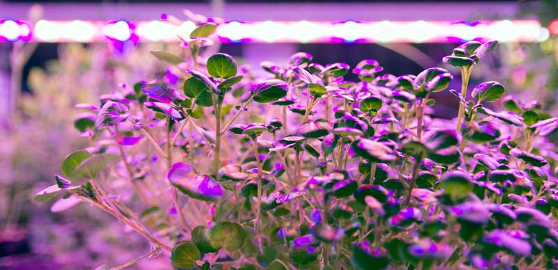 current vertical farm europe.png