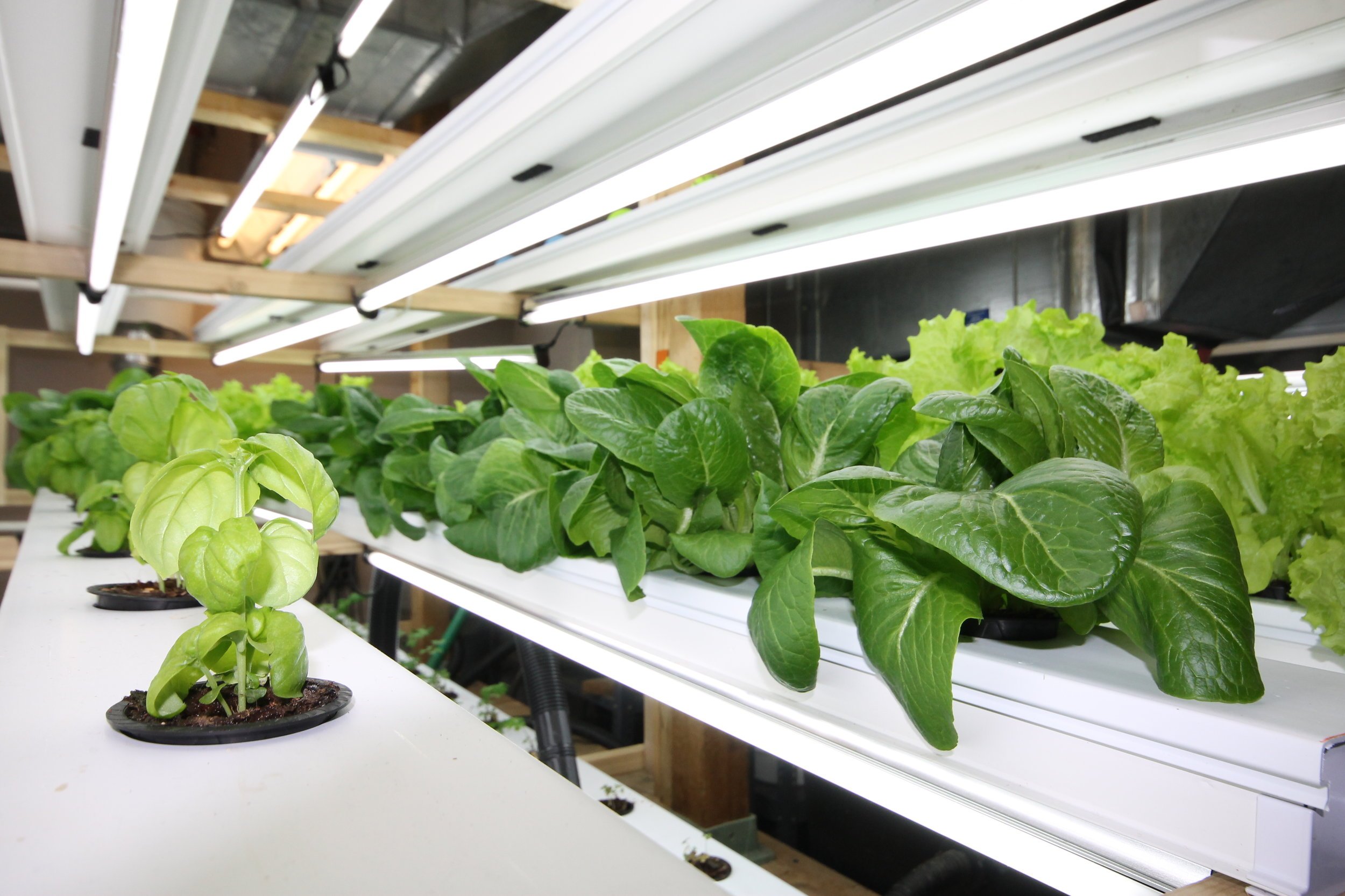 dan kunanec toronto aquaponics school 3