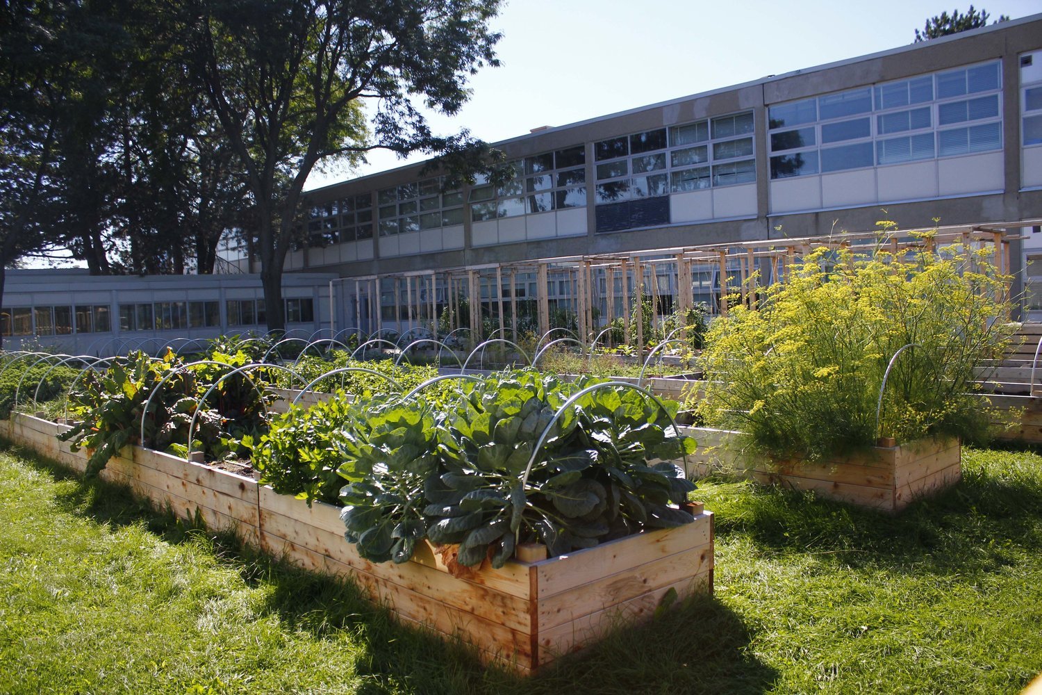 dan kunanec toronto urban farm school 2