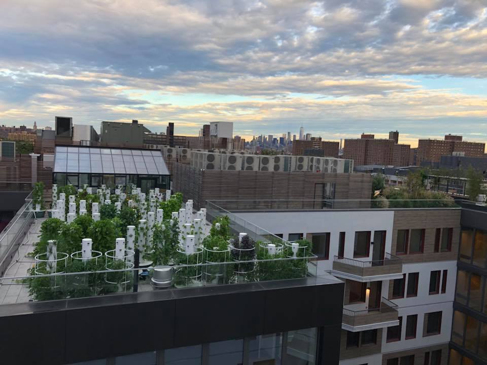 denizen rooftop.jpg