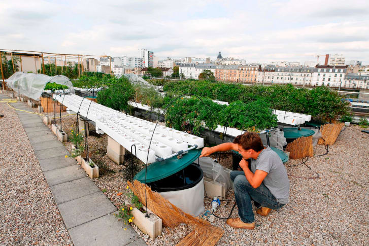 By growing hydroponically on rooftops, urban agriculture can reduce air pollution and produce higher yields with less water consumption than field agriculture.&nbsp;Credit:&nbsp;BENJAMIN CREMEL/AFP/AFP/Getty Images