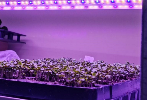 Germination room, Image sourced from Farnek