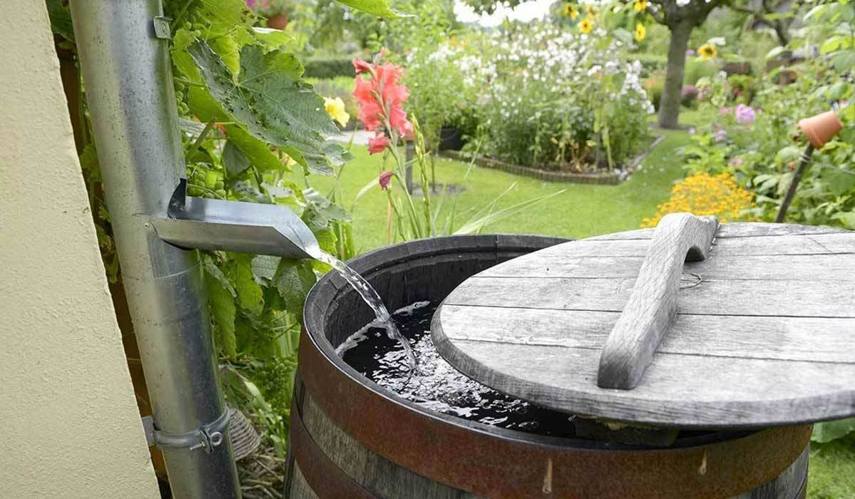 garden rain barrel.jpg