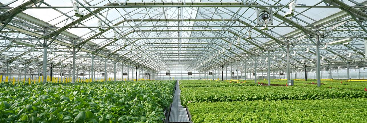 gotham greens greenhouse.jpg.jpeg