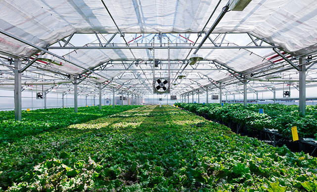 Gotham Greens operates a network of greenhouses across the Northeast, Mid-Atlantic, Midwest, New England, Mountain West and beyond.