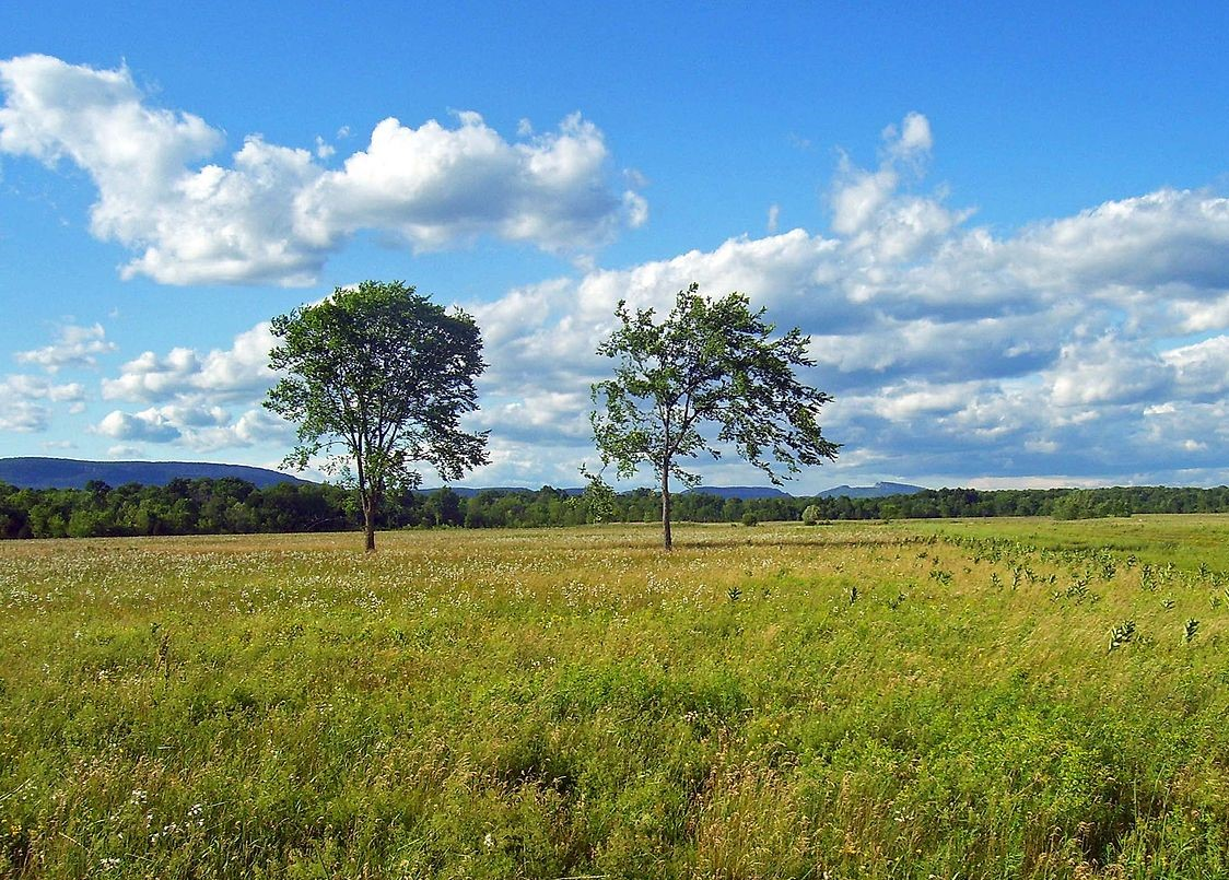 Or this grassland?