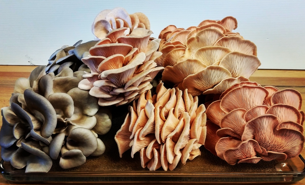 great_mushroom_pic_.jpg