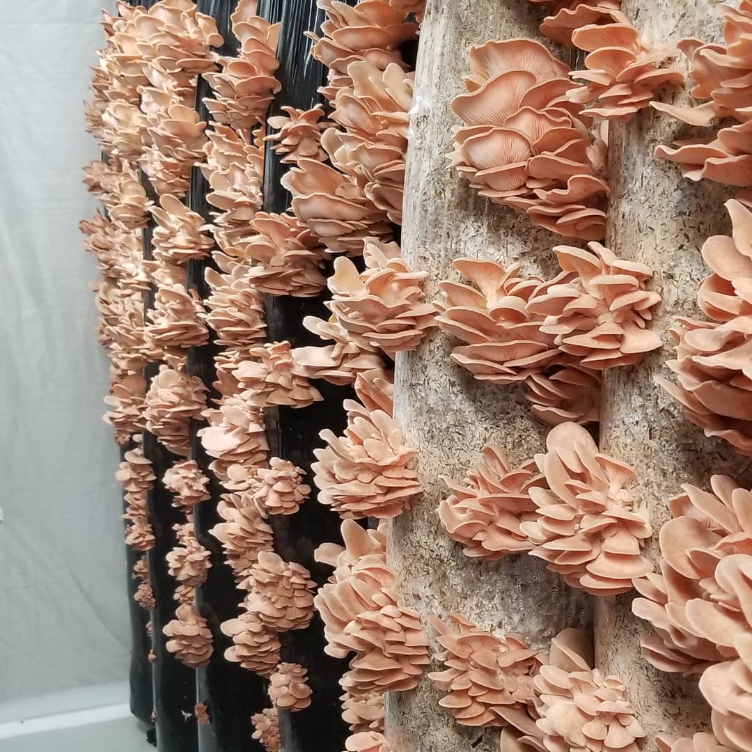 great_mushroom_pic_
