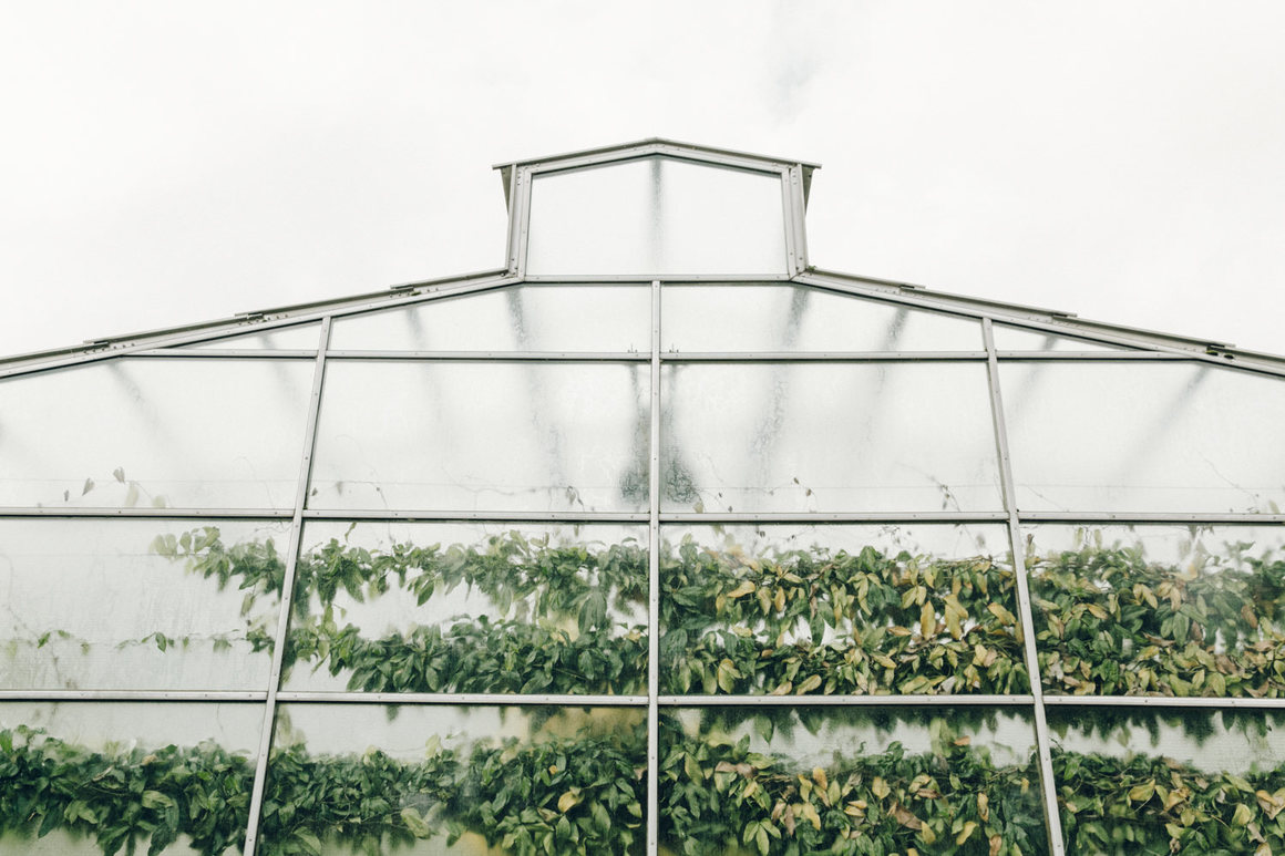 greenhouse 3.png