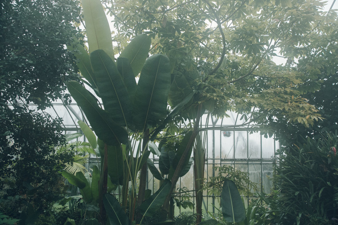 greenhouse 4.png