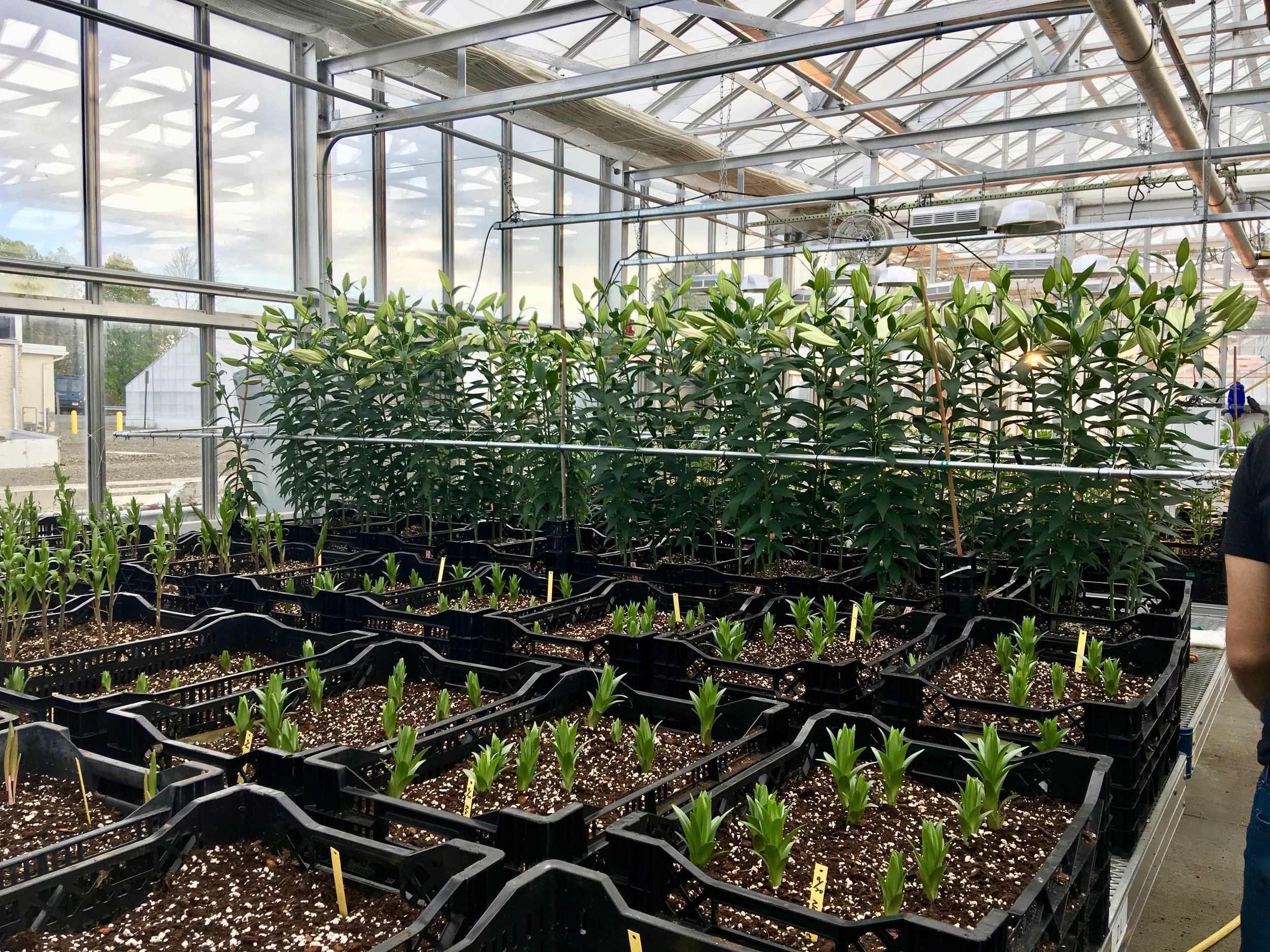 A plant experiment in the Kenneth Post Laboratory greenhouse at Cornell University.