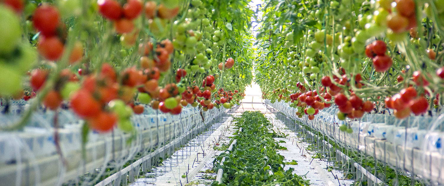 greenhouse agriculture.jpg