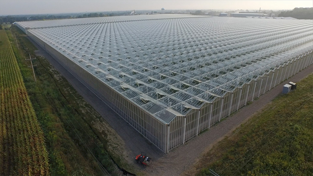 Large-scale hydroponic greenhouses are used to produce food in controlled environments around the world.