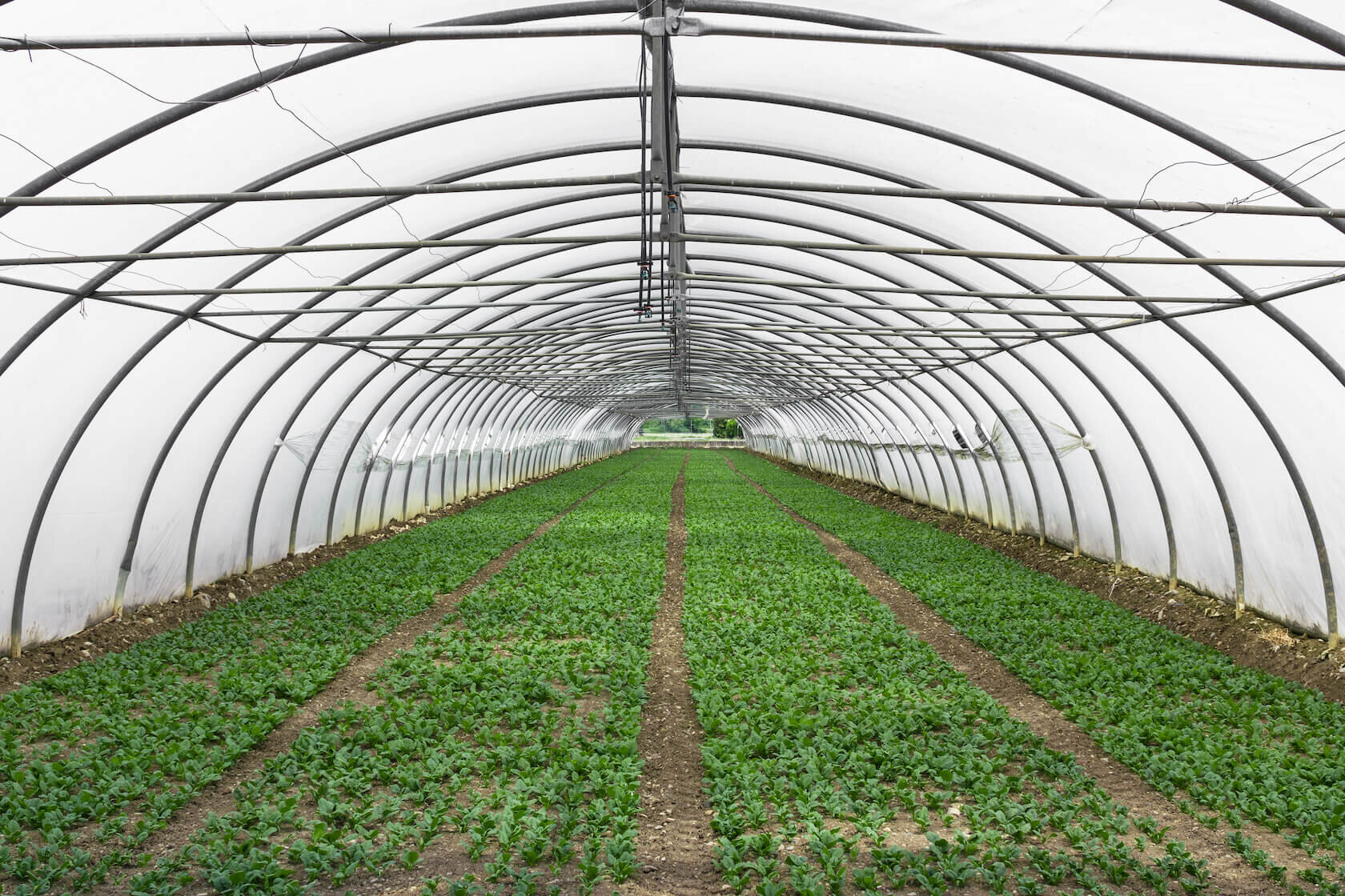 greenhouse-PMQM4GS.jpg