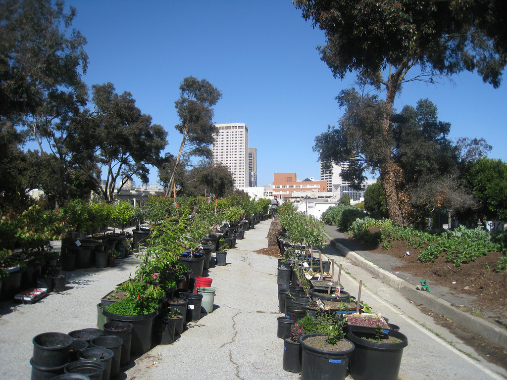 Projects like Hayes Valley Farm, an urban agriculture education and research project located on San Francisco city-owned lots, are popping up all over America. (Photo: EdibleOffice)
