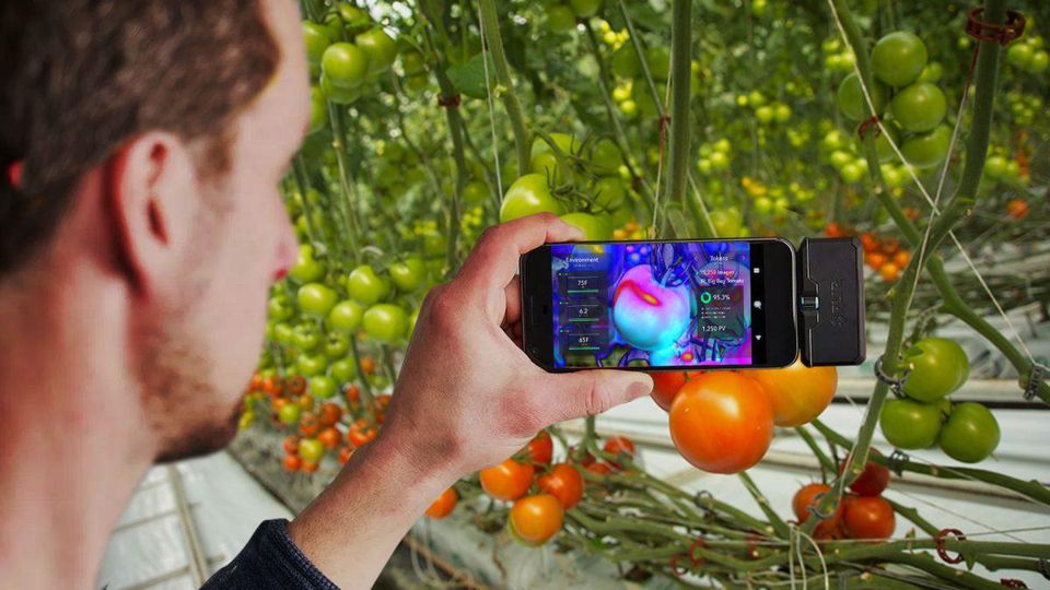 https---blogs-images.forbes.com-charlestowersclark-files-2018-11-PlantVision-Tomate-1200x675.jpg