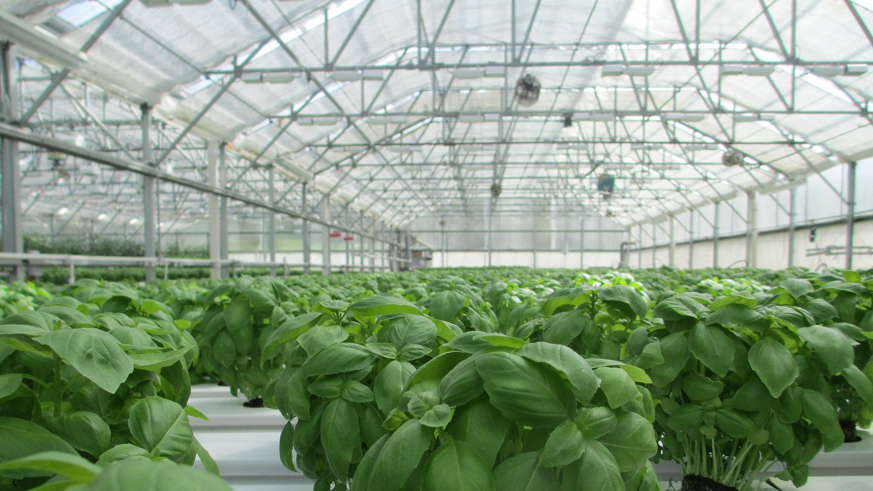 hungary-plans-1-billion-euro-greenhouse-city-hero_a.jpg