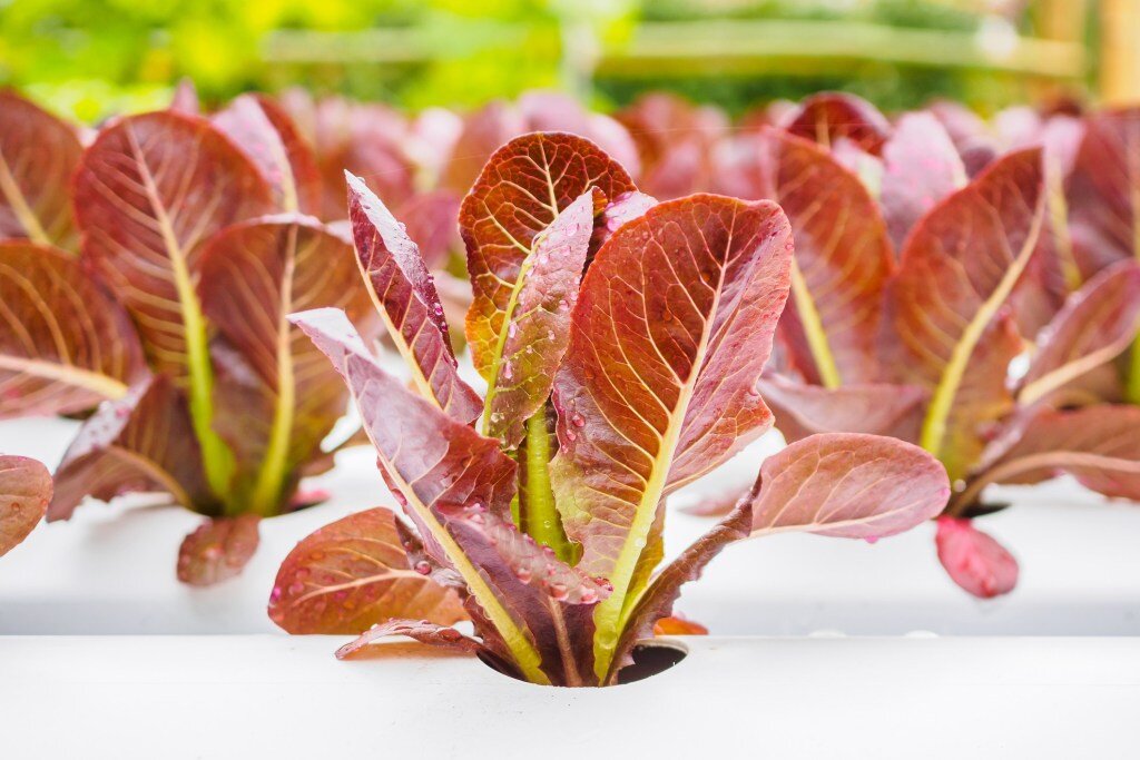 iStock-1128781336.jpg