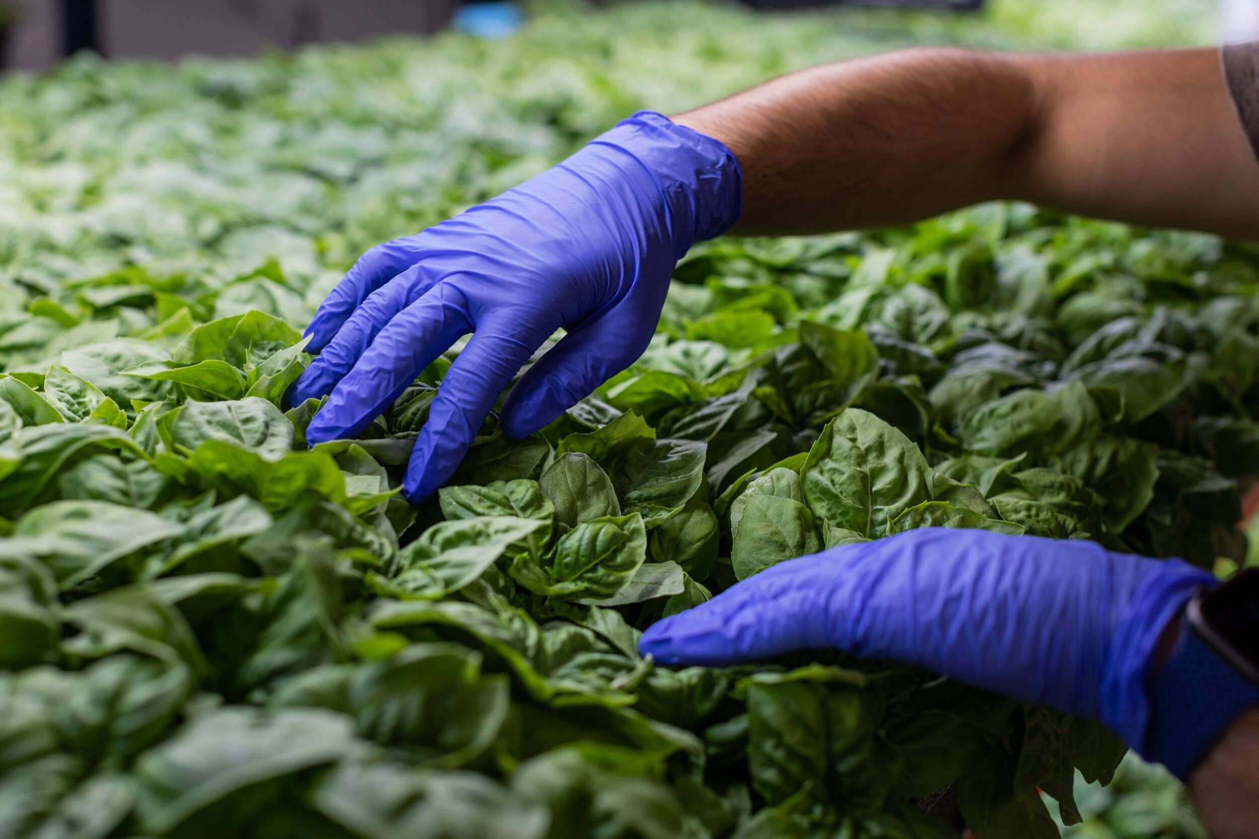 Basil plants at Dream Harvest Farming’s Houston warehouse. Photograph by Michael Starghill Jr. for The Wall Street Journal.