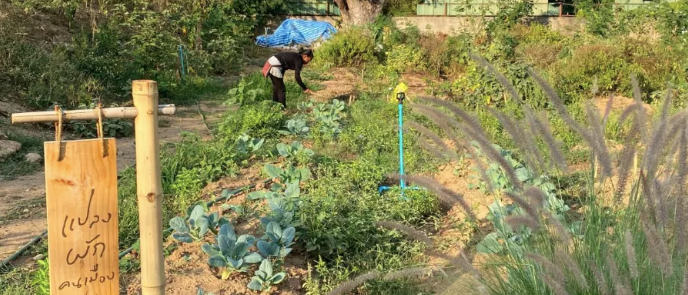 The farm provides a model of how to turn unused spaces into places that benefit the whole community; Image: REUTERS