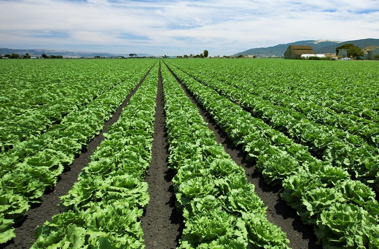 This crop field?
