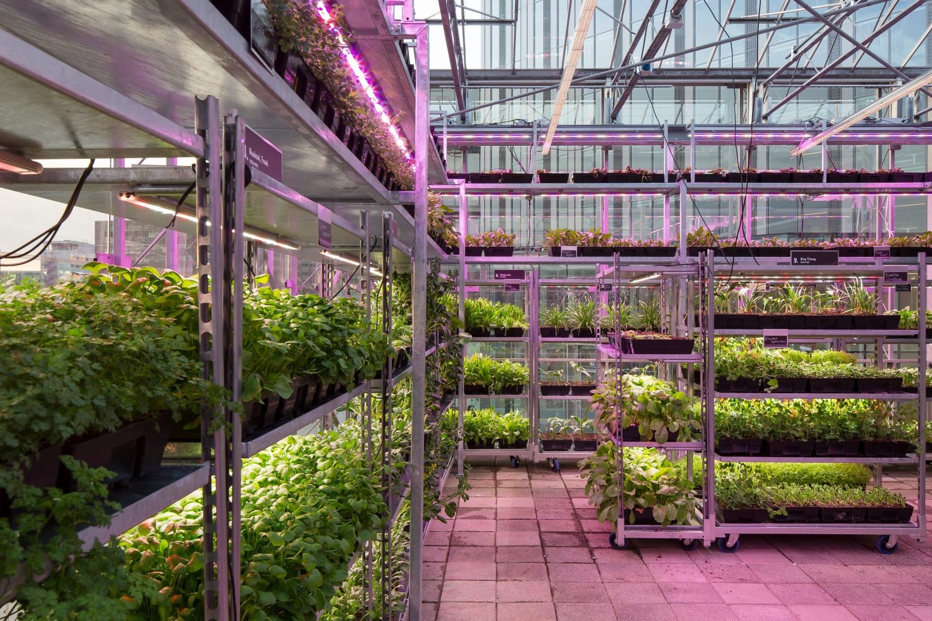 Trays of living herbs and vegetables at The Green House Restaurant in Utrecht. The produce is routinely replenished by Amsterdam-based startup ‘Hrbs’. (Photo by Cepezed Architects)