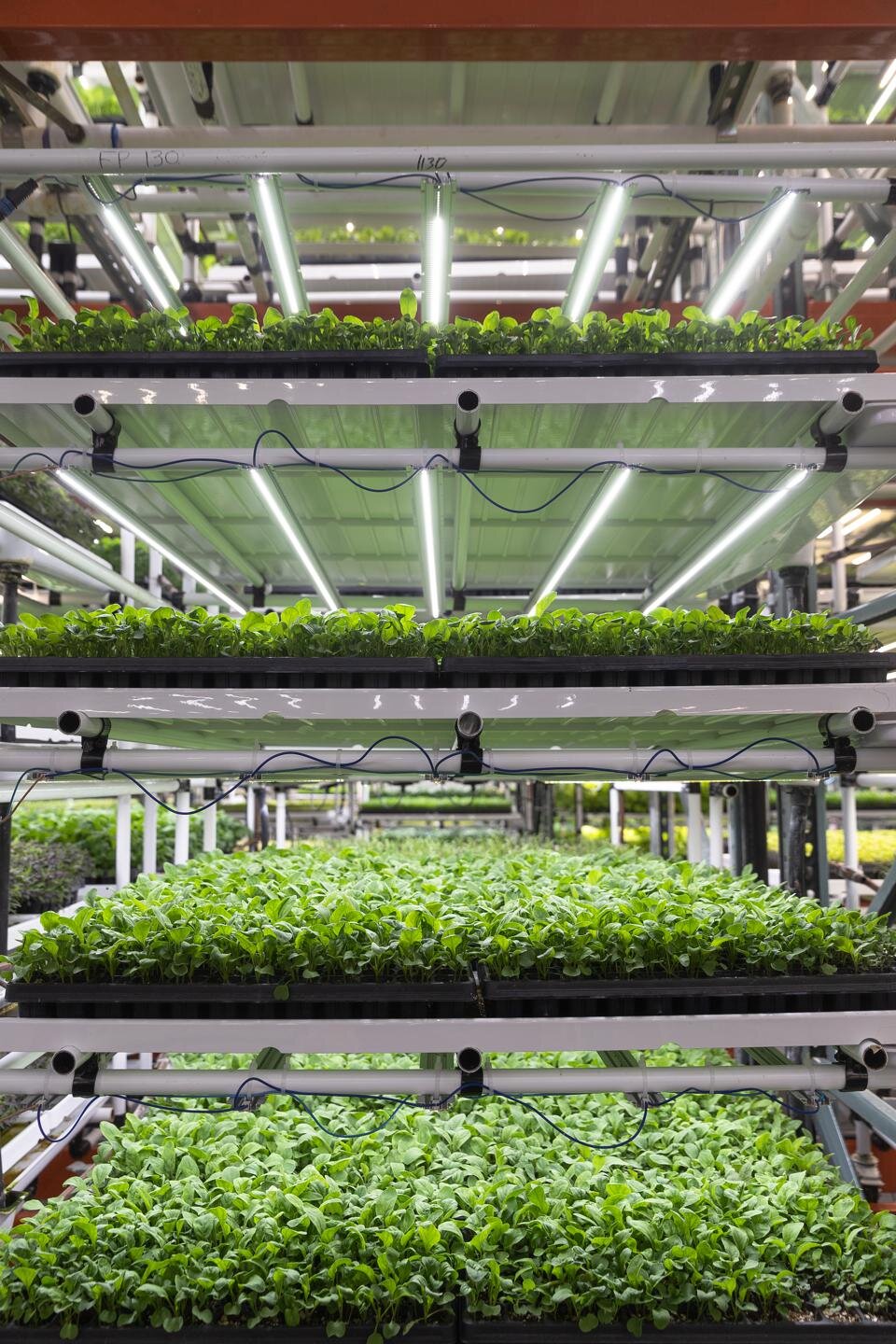 Vertical farms like Washington-based Forward Greens use soilless farming techniques, technology and&nbsp;constant data monitoring to grow their crops; PHOTO: FORWARD GREENS