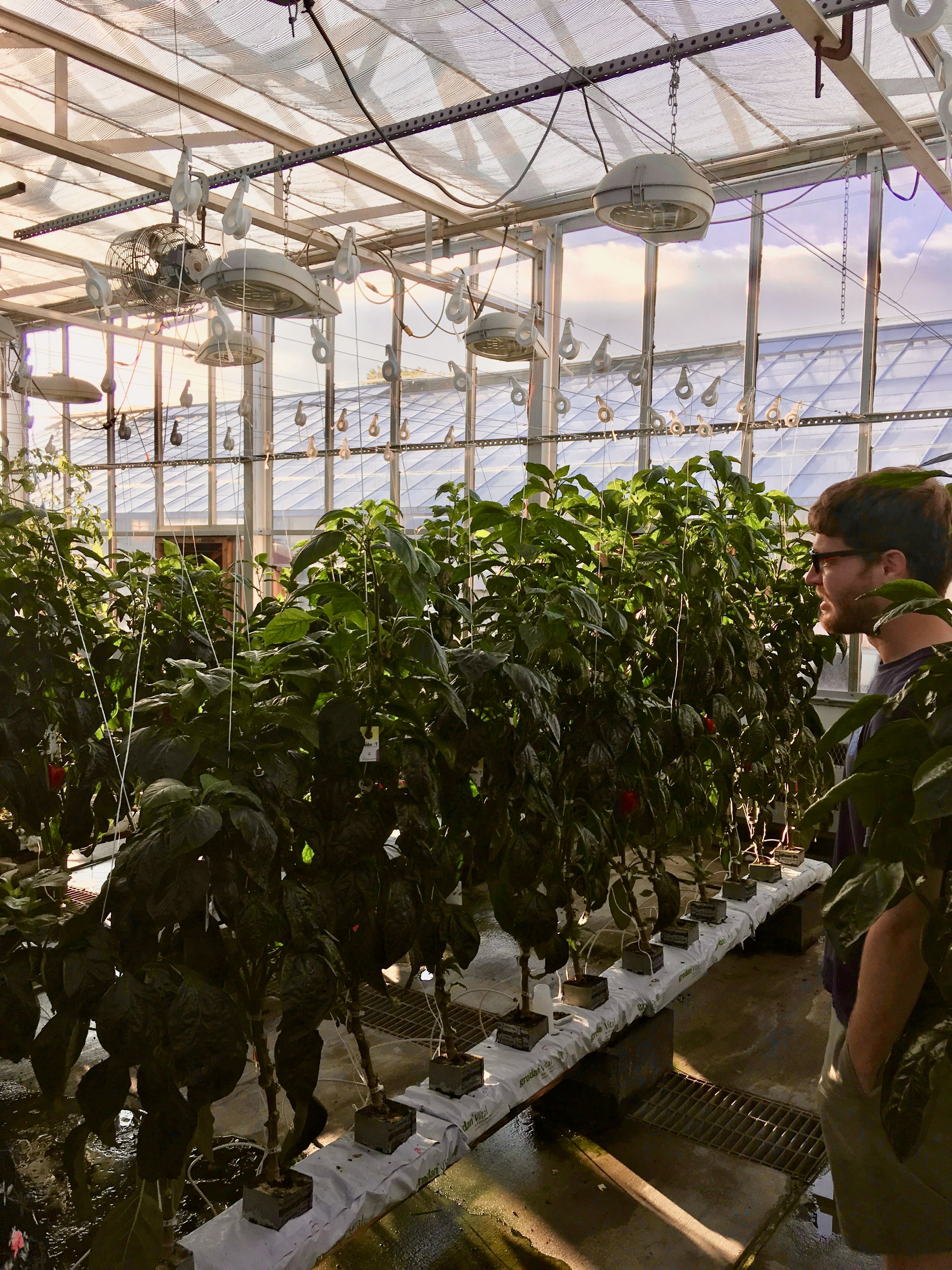 A plant experiment in the Kenneth Post Laboratory greenhouse at Cornell University.