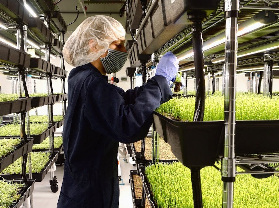 Saltwater hydroponic farming at Heron Farms; image sourced from @heronfarms