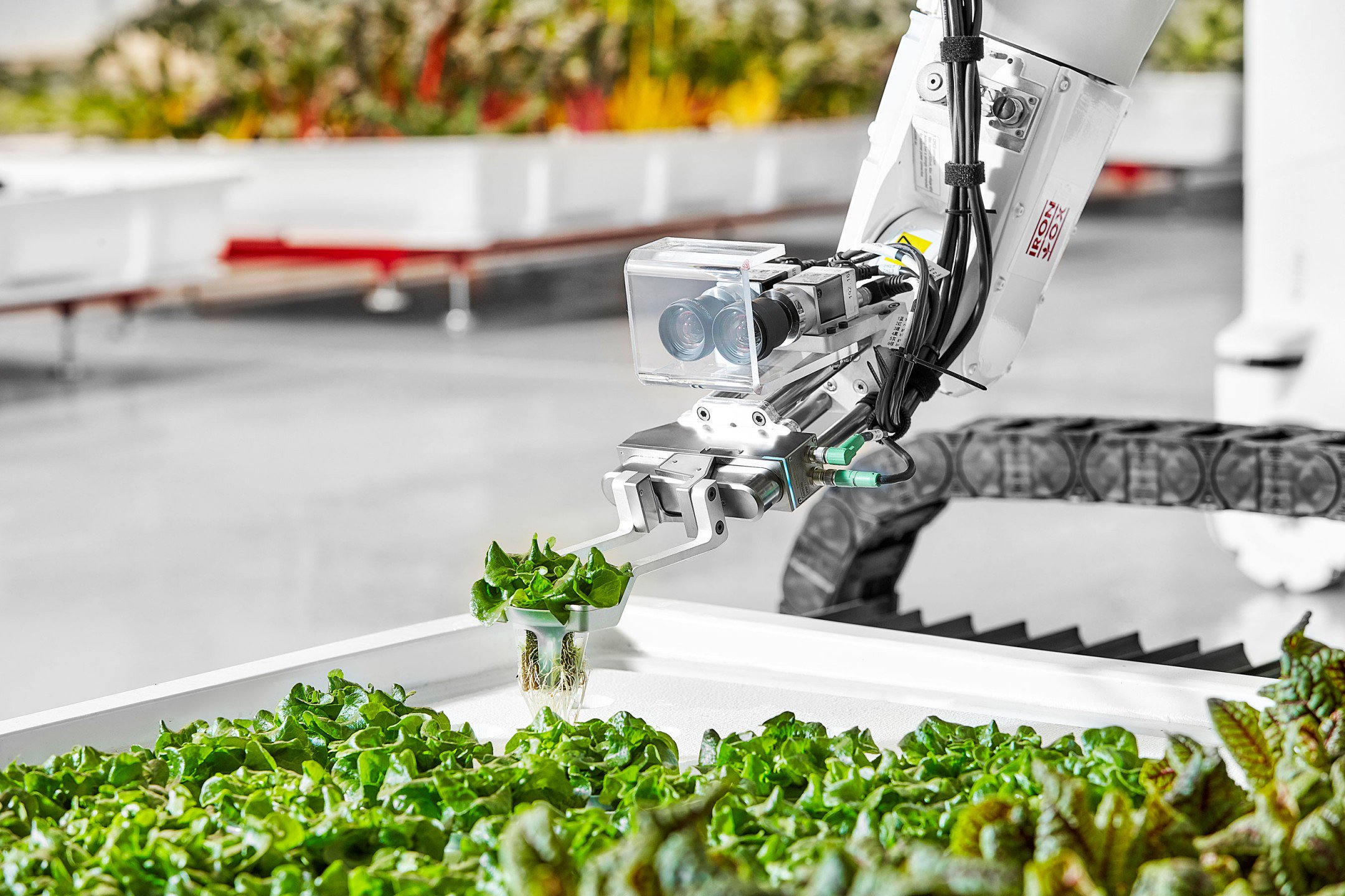 An Iron Ox robotic arm picking up and transferring lettuce to a new plant site. (COURTESY: IRON OX)